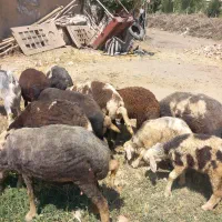 میش وبره شیشک وشک معاوضه با گاو