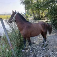 اسب کاسپین ۸ساله