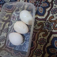 تخم بوقلمون نطفه دار