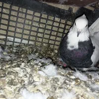 طوقی|پرنده|لنده, |دیوار