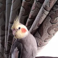 گمشده|حیوانات|کرمانشاه, |دیوار