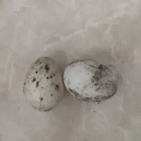 تخم اردک نطفه دار محلی اصل