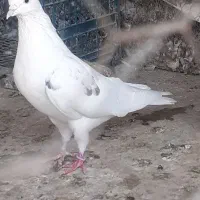 کفترتهرانی ال عسل