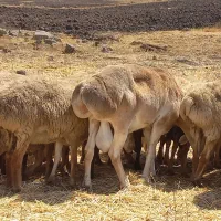 قوچ چینی|حیوانات مزرعه|آبش احمد, |دیوار