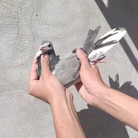 شیرازی|پرنده|مسجد سلیمان, |دیوار