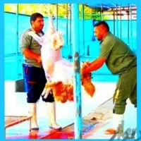 عقیقه*قربانی گوسفند*زنده دولتی.تعاونی