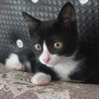 بچه گربه گم شده