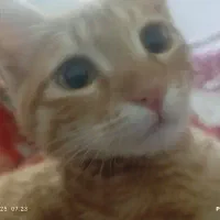 گربه گمشده.