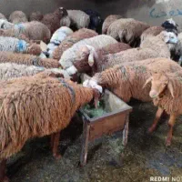 گوسفند زنده ( تنظیم بازار) قلم ابی( گوسفند خونی)