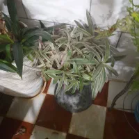 گل سرخس گل|گل و گیاه طبیعی|بروجن, |دیوار