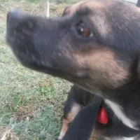 سگ نژاد شیوا|سگ|مشهد, شهید قربانی|دیوار