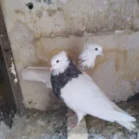 کفتر طوقی|پرنده|مشهد, وحید|دیوار