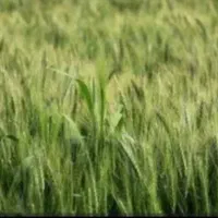 زمین کشاورزی دیم|فروش زمین و ملک کلنگی|ماهیدشت, |دیوار