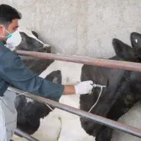 تزریق واکسن تب برفکی  هشدار به دامداران|خدمات آرایشگری و زیبایی|تربت‌حیدریه, حاجی یار‎|دیوار