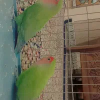 یک جفت طوطی برزیلی|پرنده|ماهان, |دیوار