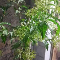 یک عدد گل شب بو|گل و گیاه طبیعی|زنجان, |دیوار