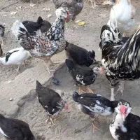 فروش جوجه گلین و تخم مرغ نژاد گلین اصل