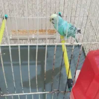 مرغ عشق|پرنده|اهواز, حصیرآباد|دیوار