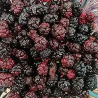 شاه توت درجه یک