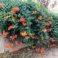 زمین