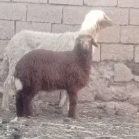 گوسفند مطفل بابره ماده