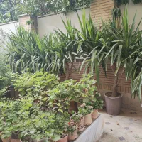 یوکا زیر قیمت گلخانه|گل و گیاه طبیعی|شیراز, زرگری|دیوار