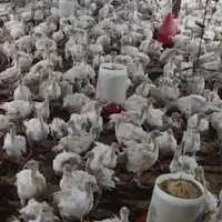 بیوتی فوق سنگین جوجه بوقلمون|حیوانات مزرعه|بیرجند, |دیوار