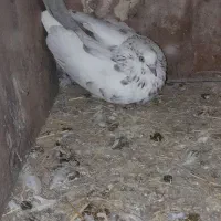 کبوترفروش یامعاوضه|پرنده|رشت, حومه رشت|دیوار