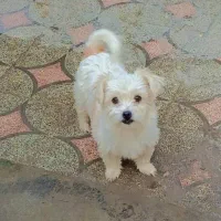 اشپیتز پامر