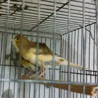 قناری ماده آماده دوعدد|پرنده|بندر انزلی, خوش پیک|دیوار