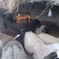 حیوان و مزرعه