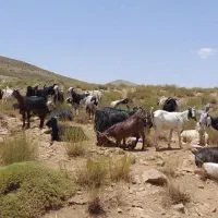 بز داشتی سالار