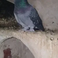 فروشی کفتر بهبهانی|پرنده|کوه چنار, |دیوار