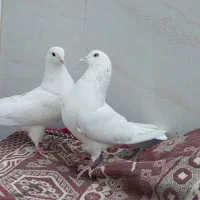 کبوتر سفید پرشی (تهرانی)|پرنده|خمینیشهر, |دیوار