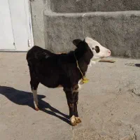 گوساله ماده