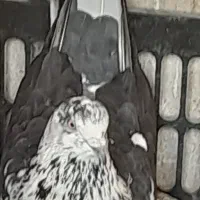 کبوتر فوق پرشی