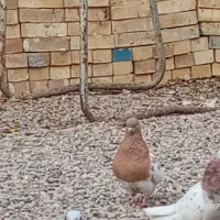 پرنده رنگی و پلاکی