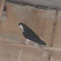 سیاهپوش|پرنده|محمدیه-قزوین, |دیوار