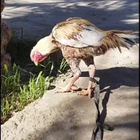 خروس فروشی معامله ای