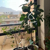 ۶ گلدان آپارتمانی سالم فیکوس‌ بنجامین لیراتا‌ پتوس|گل و گیاه طبیعی|تهران, الهیه|دیوار