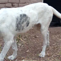 سگ گم شده|حیوانات|سبزوار, قصبه شرقی|دیوار