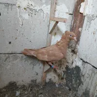 کفتر|پرنده|مشهد, کارمندان دوم|دیوار