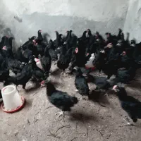 نیمچه مرغ تخمگذار 4 ماهه استرالوپ