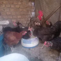 مرغ وخروس گلین