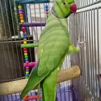 طوطی ملنگو نر