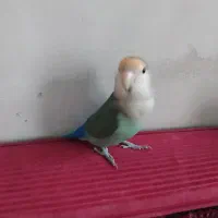 طوطی برزیلی نر