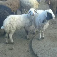 مرکز فروش گوسفند زنده بره نذری عقیقه ،ملک شهر|حیوانات مزرعه|اصفهان, ملک‌شهر|دیوار
