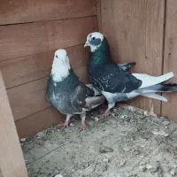 ابلق سبز پرشی دم تخم|پرنده|مینودشت, |دیوار