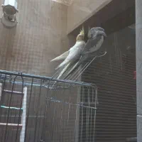 عروس هلندی جفت