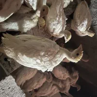 بوقلمون ۴۰ روزه بیوتی